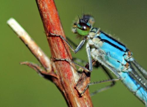 Enallagma cyathigerum